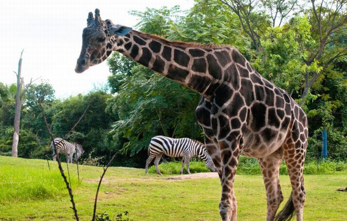 天王寺動物園に近い人気のおすすめ格安ビジネスホテル